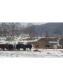 Auge pour chevaux-A353